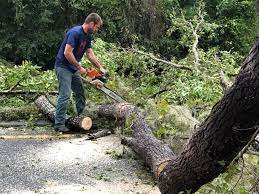 How Our Tree Care Process Works  in  Beattystown, NJ