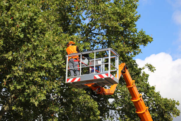 Best Commercial Tree Services  in Beattystown, NJ