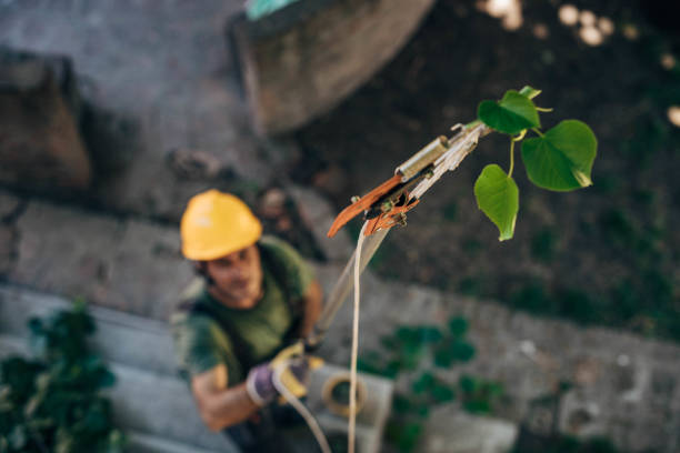 Best Fruit Tree Pruning  in Beattystown, NJ