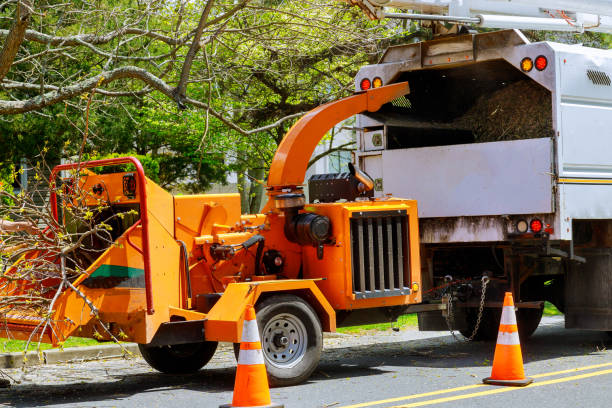 Best Root Management and Removal  in Beattystown, NJ