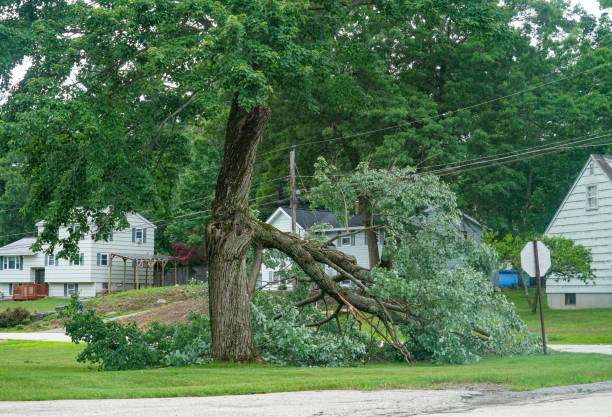 Reliable Beattystown, NJ Tree Removal Solutions