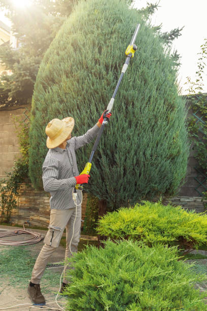 Best Tree Maintenance Programs  in Beattystown, NJ