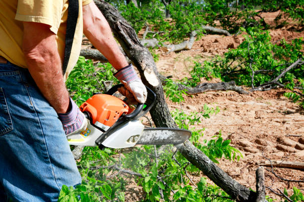 Best Tree Risk Assessment  in Beattystown, NJ